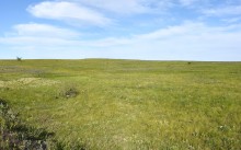 Весенняя, ковыльная степь в год засухи