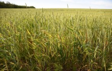 Весенняя, ковыльная степь в год засухи