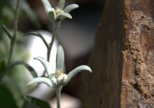 Цветение в в июне в пору великой засухи