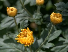 Цветение в в июне в пору великой засухи