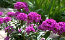 Цветение в в июне в пору великой засухи