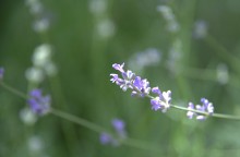Цветение в в июне в пору великой засухи