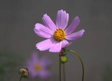 Цветение в в июне в пору великой засухи