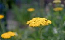 Цветение в в июне в пору великой засухи