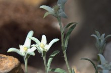 Цветение в в июне в пору великой засухи