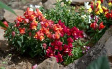 Цветение в в июне в пору великой засухи