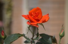 Цветение в в июне в пору великой засухи