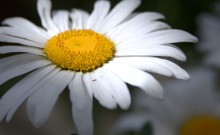 Цветение в в июне в пору великой засухи