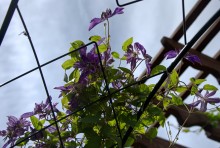 Цветение в в июне в пору великой засухи