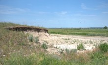 Бехтелевские пески в дельте Дона и ласточки береговушки