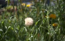 Козлобородник