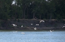 Летний пляжный отдых на Дону