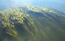 Летний пляжный отдых на Дону