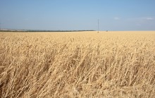 Уборка урожая 2024