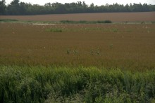 Уборка урожая 2024