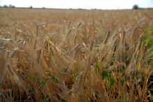 Уборка урожая 2024