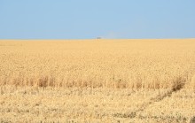 Уборка урожая 2024