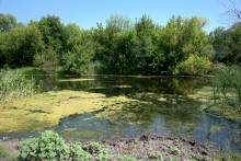 Река Быстрая в жарком июле