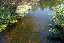 Река Быстрая в жарком июле