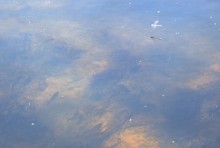 Река Быстрая в жарком июле