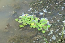 Дон и Старый Дон у хутора Чебачий