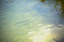 Река Калитва у хутора Ильинка