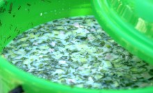 Фестивать казачьей культуры "Степь ковыльная" 2024 в хуторе Керчик-Савров