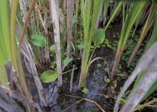 Брод на Калитве