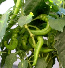 Горький перец 2024