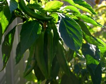 Горький перец 2024