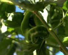 Горький перец 2024