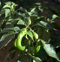 Горький перец 2024