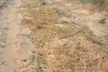 Якорцы стелящиеся