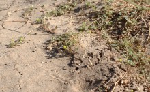 Якорцы стелящиеся