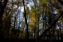 Осень в Хомутецком лесу