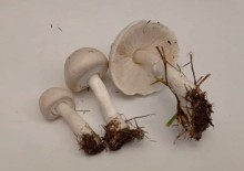 Грибы на газоне