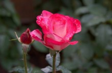 Цветы октября