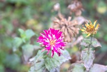 Цветы октября