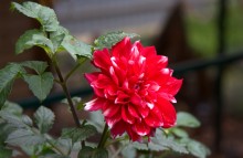 Цветы октября