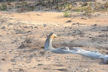 Находки на южном берегу Меотиды