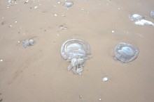 Находки на южном берегу Меотиды