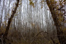 Поиск грибов в белолистке, в ноябрьских, Кундрюченских лесах