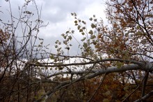 Поиск грибов в белолистке, в ноябрьских, Кундрюченских лесах