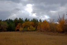 Поиск грибов в белолистке, в ноябрьских, Кундрюченских лесах