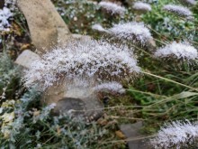 Первый снег