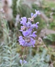 Лаванда в декабре