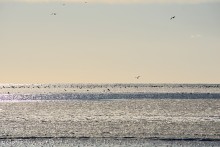 Замерзание Таганрогского залива в начале зимы