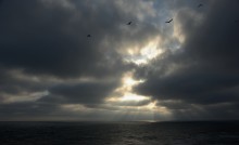 Шторм и чайки в Кучугурах