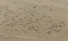 Декабрьская прогулка по берегу Меотиды под обрывами у Семибалок. Находки.