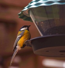 Синица на кормушке